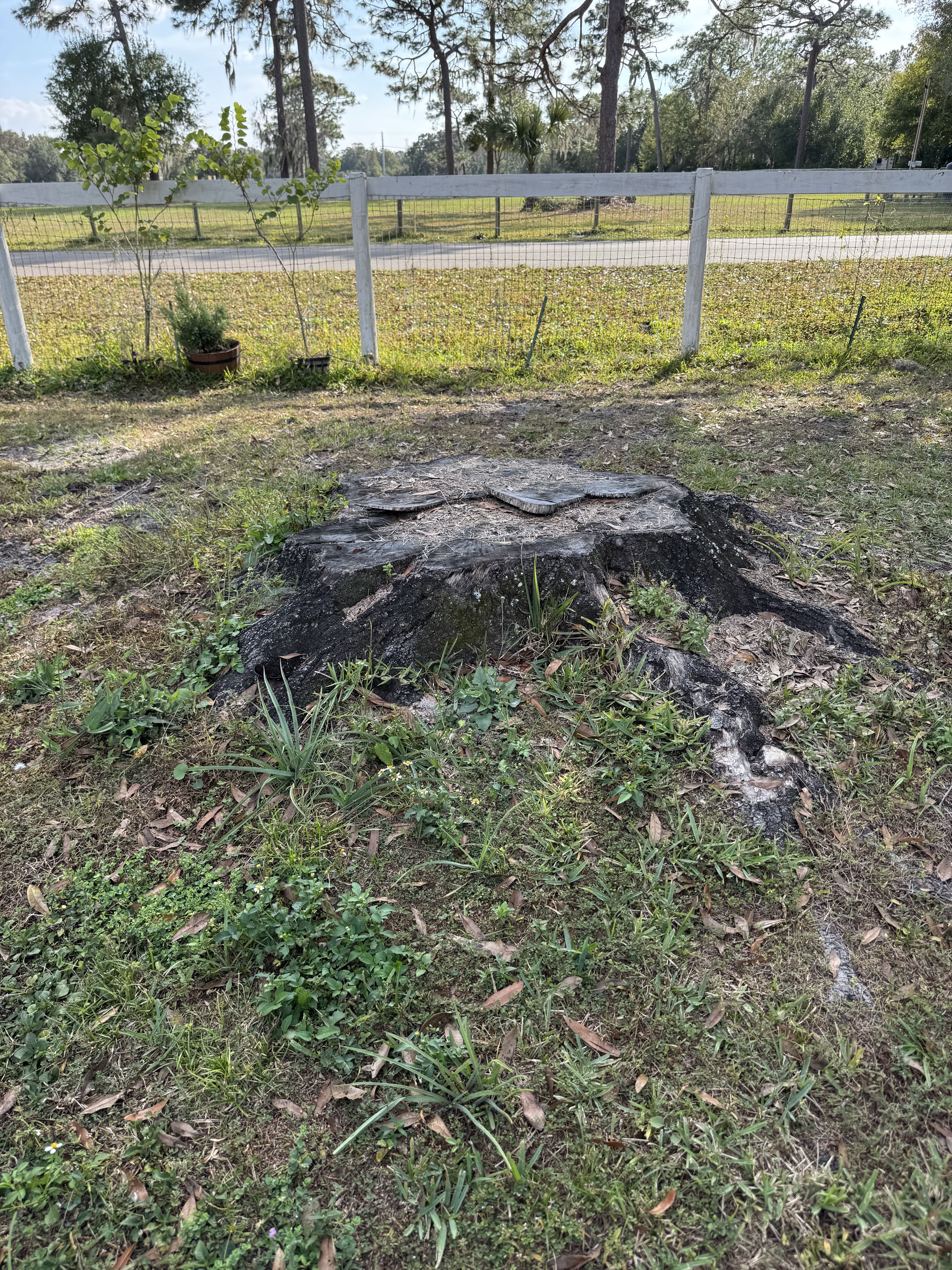 Large stump before grinding